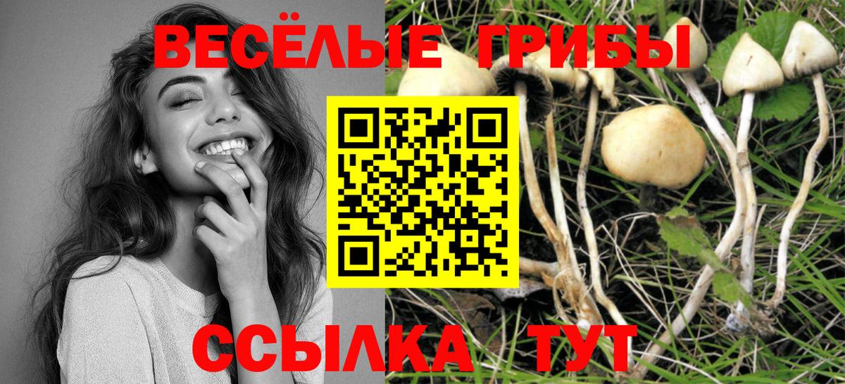 Галлюциногенные грибы Psilocybe Тулун